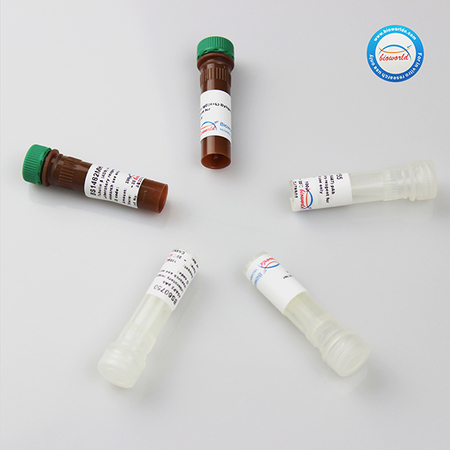  AKT polyclonal antibody（KU）