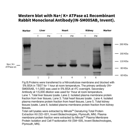 Invent Na+/ K+ ATPase ɑ1 重组兔单克隆抗体